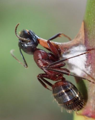 Réf. 271 676 : Camponotus ligniperda